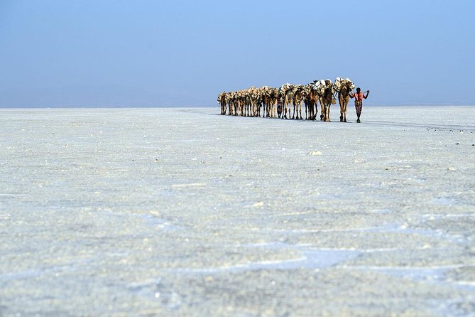 2 Days Dallol Trip - Day two: Salt, camels, and the road to Dallol