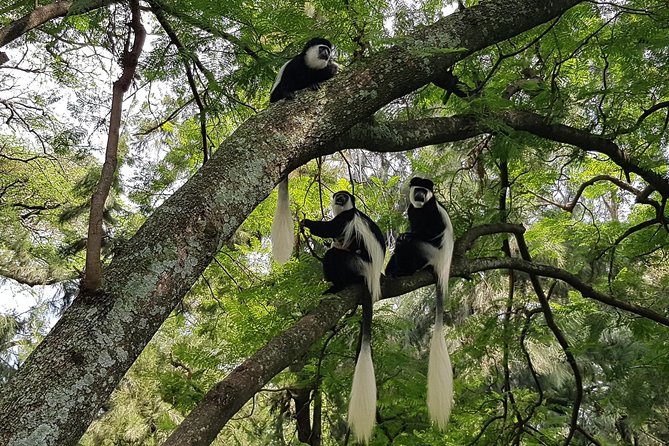2 Days Ethiopian Rift Valley Lakes Tour from Addis Ababa - Lake Ziway and lowland bird watching