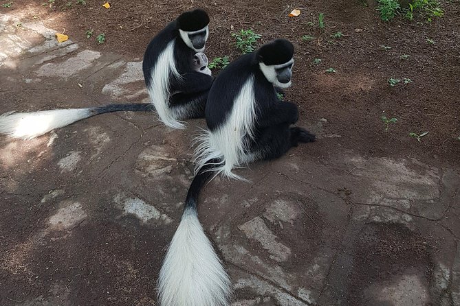 2 Days Ethiopian Rift Valley Lakes Tour from Addis Ababa - Abiyatta-Shalla National Park and the hot springs