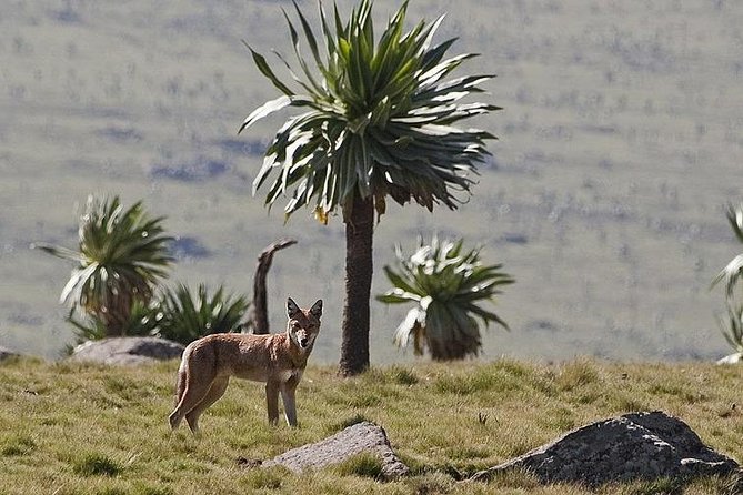 2 Days Simien Mountains Trekking - Why two days can work in the Simien Mountains