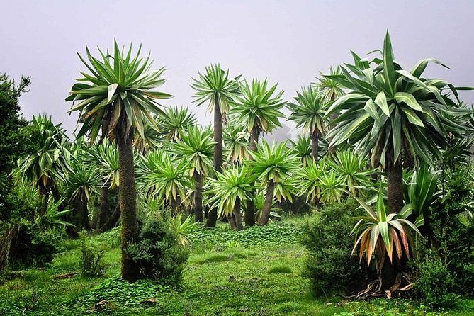 2 Days Simien Mountains Trekking - What the $295 price really covers