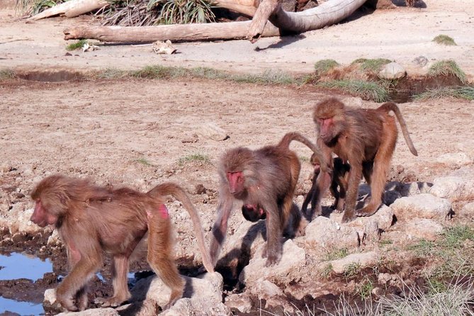 2 Days Wildlife Safari to Awash National Park - Addis Ababa to Awash, a long but worthwhile first day