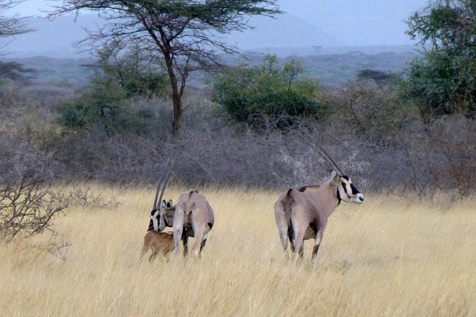 2 Days Wildlife Safari to Awash National Park - An early morning drive before the road back