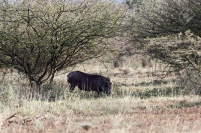 2 Days Wildlife Safari to Awash National Park
