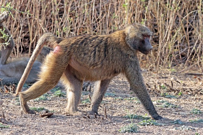 2 Days Wildlife Safari to Awash National Park - Sodere hot springs beside the Awash River