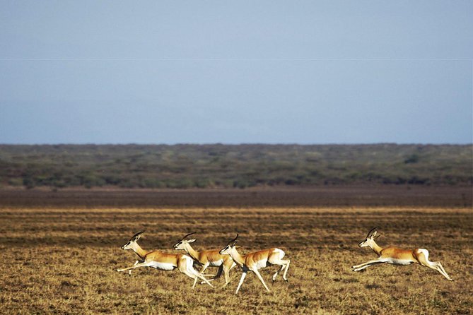 2 Days Wildlife Safari to Awash National Park - What the $358.98 price really covers