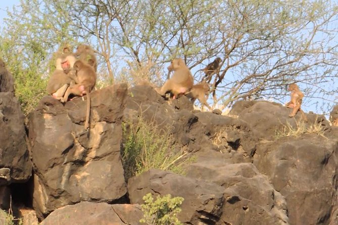 2 Days Wildlife Safari to Awash National Park - What is included and what may cost extra