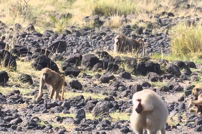 2 Days Wildlife Safari to Awash National Park - The security and access question you should not ignore