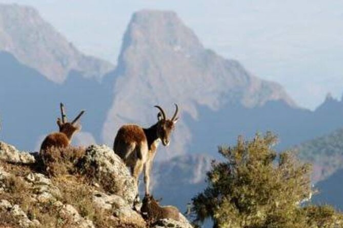2 Nights 3 Days Trek to Semien Mountain - Why three days works well in the Simien Mountains