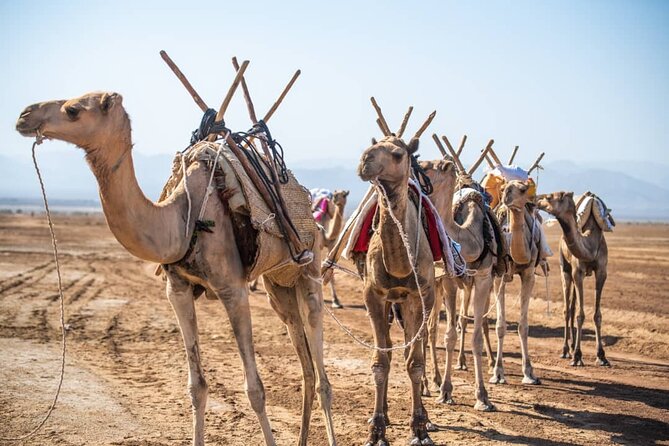 3 Day Danakil Depression Ertale and Dallol Tours - Why the Danakil feels unlike any ordinary desert tour