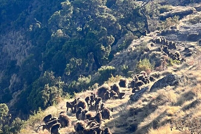 3 Day Simien Mountains Tours - Day two: Grasslands, Geladas, and Jinbar Falls
