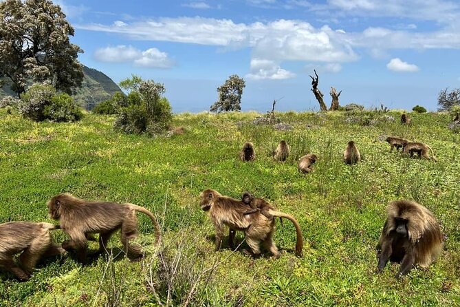 3 Day Simien Mountains Tours - Day one: From Gonder to Sankaber