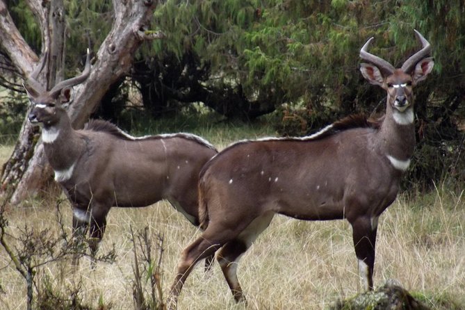 3 Days Bale Mountains Trekking - Day two: Sanetti Plateau at 4,000 meters