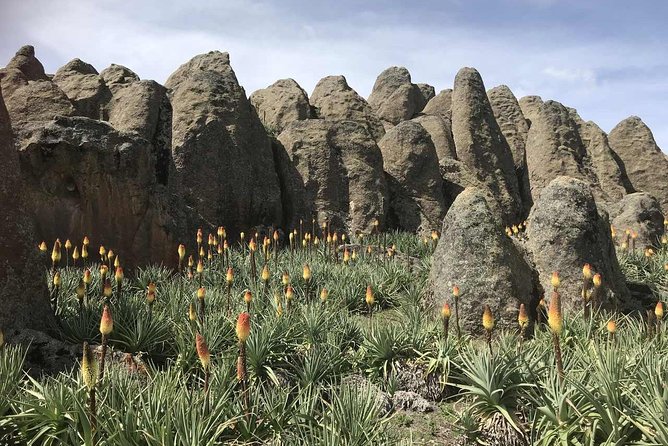 3 Days Bale Mountains Trekking - What the $410.26 price really offers