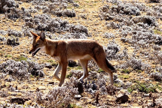 3 Days Bale Mountains Trekking - Fitness, altitude, and what to pack