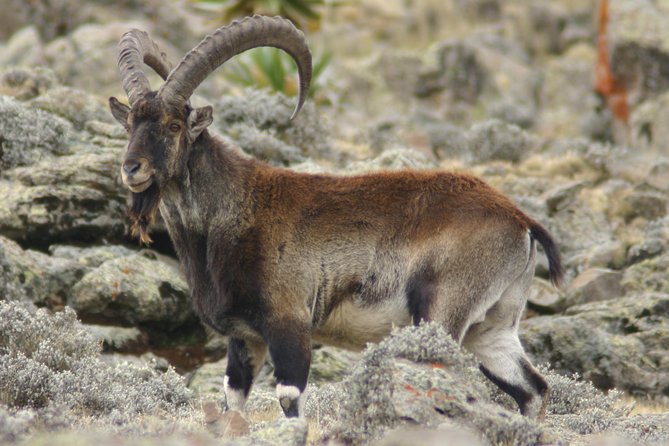 3 Days Simien Mountains Trekking - Day three: Imet Gogo and the route back to Gondar