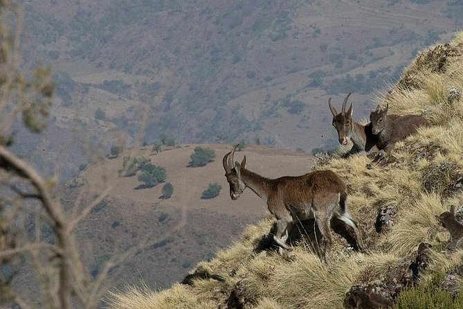 3 Days Simien Mountains Trekking - Guides, scouts, mules, and camp support