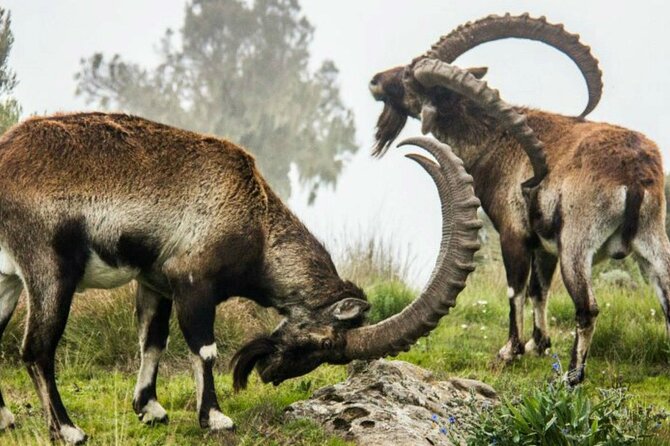 3 Days Trekking Simien Mountains Tours - Why the Simien Mountains feel so different