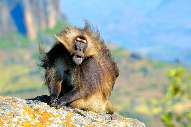 4 Days Tour to North Part of Ethiopia - Who will get the most from these four days