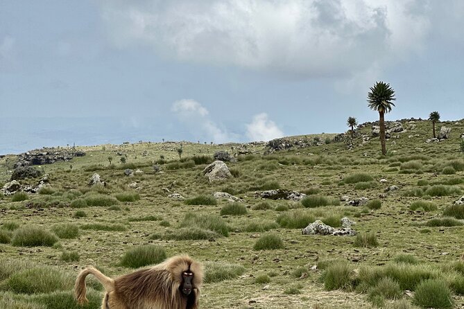 5-Day Northern Ethiopia Tour : 3D Simien Mountains Trek & Axum. - Sankaber to Geech follows rivers and waterfalls