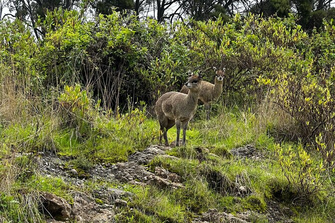 5-Day Northern Ethiopia Tour : 3D Simien Mountains Trek & Axum. - Geech to Chenek reaches Imet Gogo at 3,926 meters