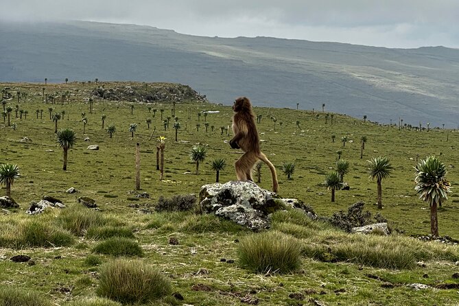5-Day Northern Ethiopia Tour : 3D Simien Mountains Trek & Axum. - Guide support and the feel of a private trip