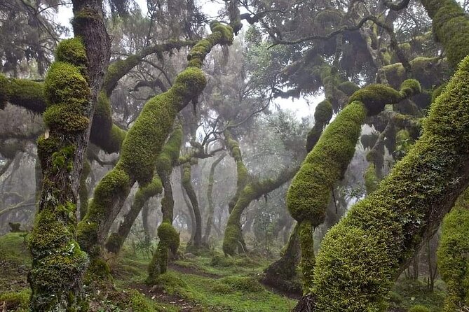 6 Days Bale Mountains Trekking - Why Bale Mountains work so well for a six-day trek