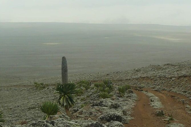 6 Days Bale Mountains Trekking - Day 6: A short transfer back to the airport