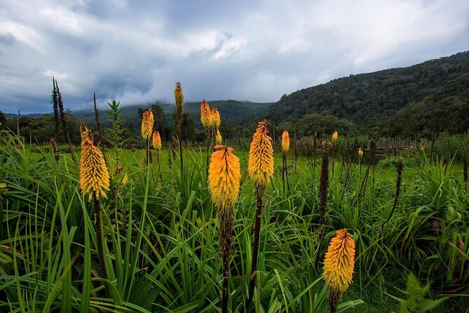 6 Days Bale Mountains Trekking - What the $488 price really includes