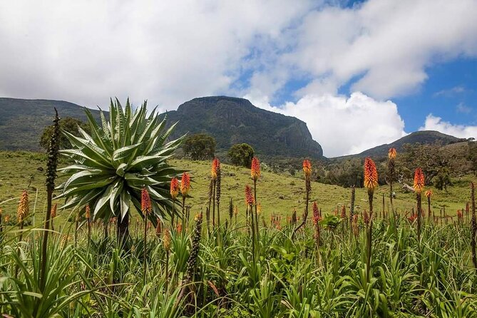 6 Days Bale Mountains Trekking - Day 3: Mararo Valley and the climb to Wasema