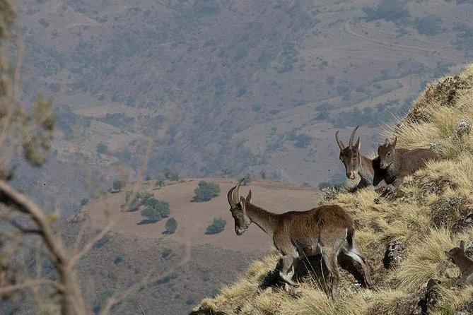 6 Days tour Package (Simien Mountains, Lalibela, and Danakil Depression) - Day 4: Erta Ale and the first night in the Afar region