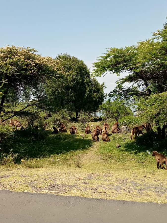 Addis Ababa: Debre Libanos, Blue Nile Gorge, and Cave Tour - Debre Libanos Monastery and the Ethiopian Orthodox tradition