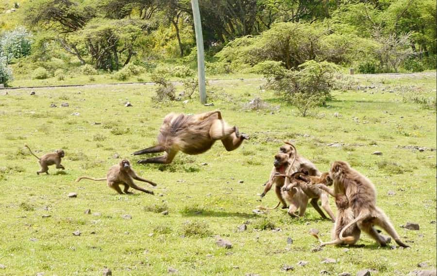 Addis Ababa: Debre Libanos, Blue Nile Gorge, and Cave Tour - The vehicle, road conditions, and pace