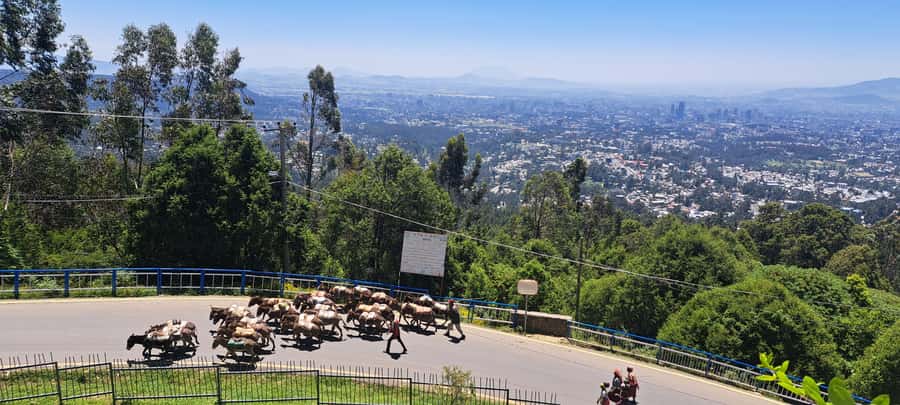 Addis Ababa Essentials: Flexible Full-Day City Sightseeing - What to pack and what to expect on foot