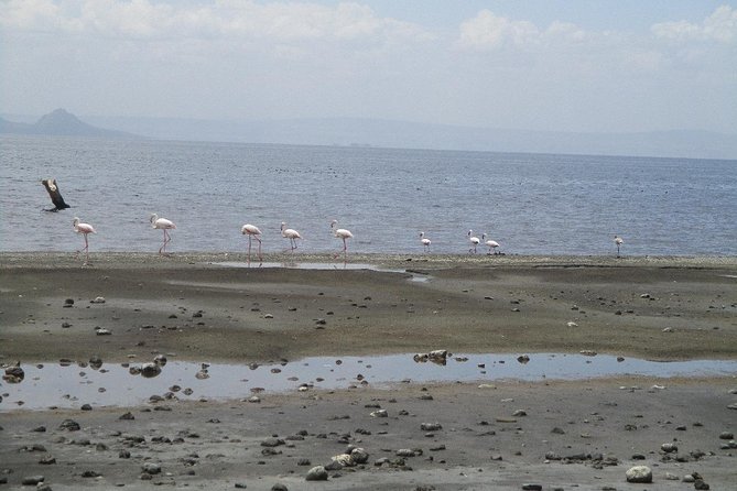 Arba Minch, Dorze Tribe, Konso, and Awasa Private 4 Days Tour from Addis Ababa - Day 4: Awasa’s fish market and two Rift Valley lakes