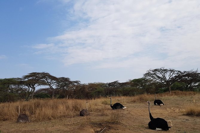 Arba Minch, Dorze Tribe, Konso, and Awasa Private 4 Days Tour from Addis Ababa - Transport, guides, and the private advantage