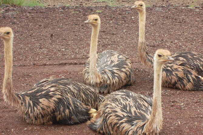 Awash National Park Tours - What Joseph and Nico Add to the Experience