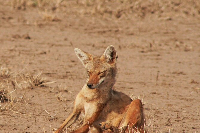 Awash National Park Tours - Two Days, One Night, and the Pace of the Road