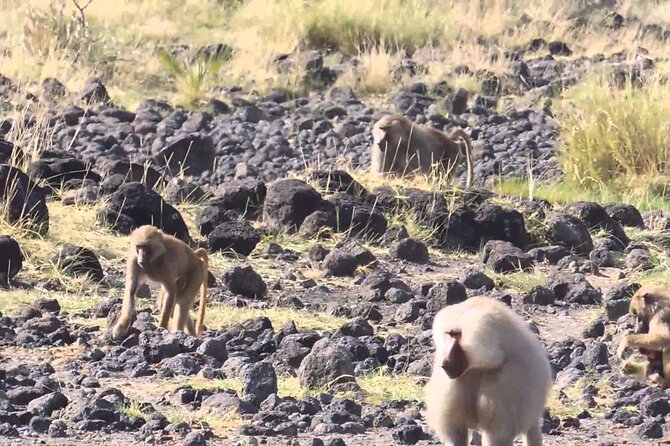 Awash National Park Tours - Is $400 Per Person a Fair Price?