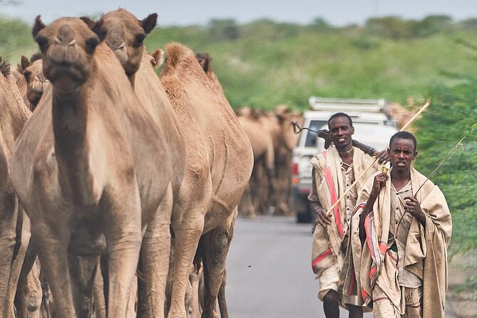 Awash National Park Tours - Practical Details Before You Book