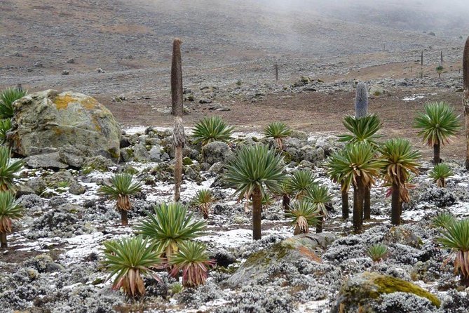 Bale Mountains National Park – 5 Day Tour - Why Bale Mountains is worth the long drive
