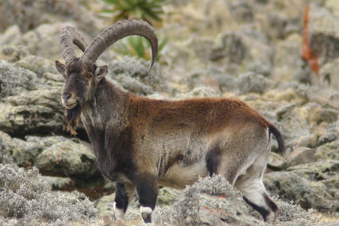 Day trek to Simeien Mountains - Who will enjoy this trek most