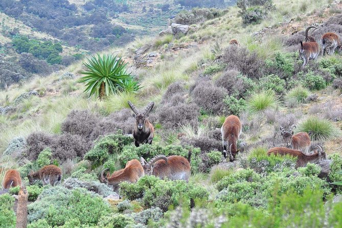 Day trek to Simien Mountain - From the gate to Buit Ras