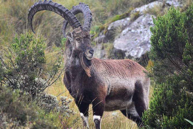 Day trek to Simien Mountain - Gelada baboons and mountain views