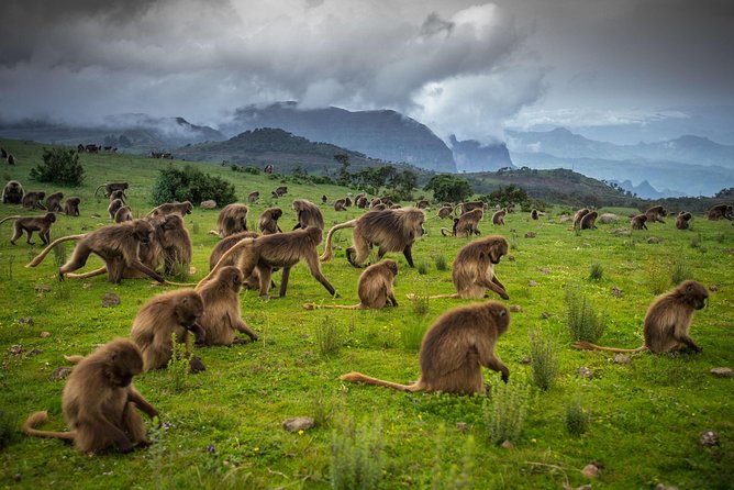Day trek to Simien Mountain - Debark, the park gateway