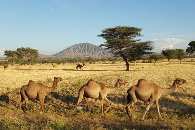 Day-Trip Church of Adadi Mariam from Addis Ababa - Melka Kunture and prehistoric Africa