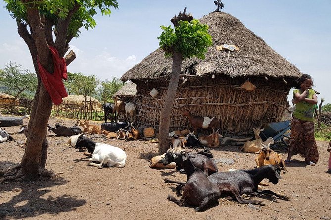 Day-Trip Church of Adadi Mariam from Addis Ababa - Food, coffee, and local contact