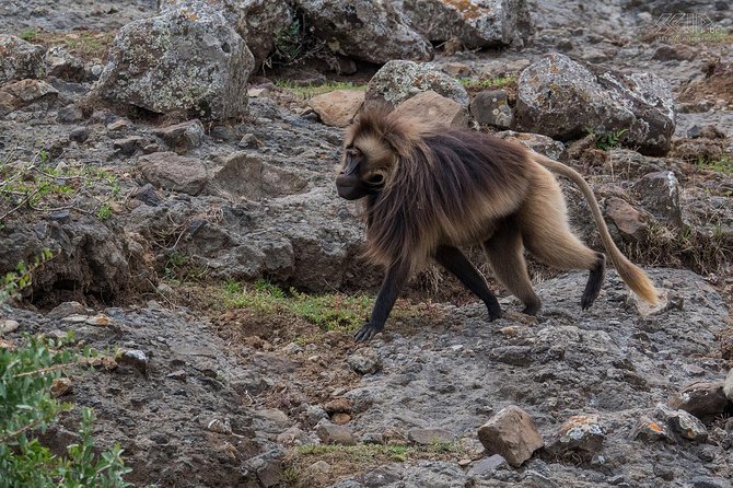 Day Trip From Addis Ababa See Historical Monastery,Stunning Nature,Animals,Birds - Debre Libanos, an ancient monastery with a living purpose