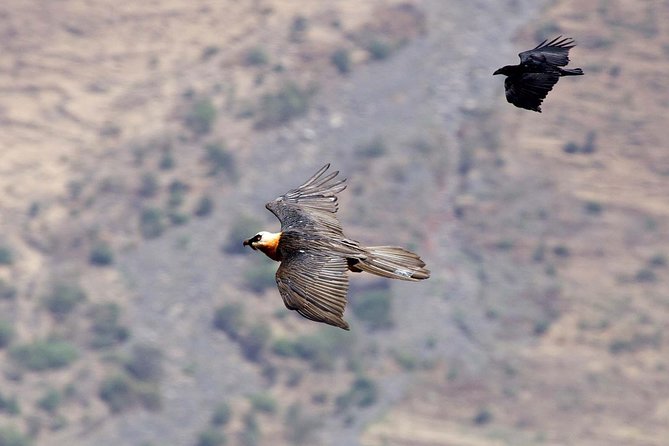 Day Trip From Addis Ababa See Historical Monastery,Stunning Nature,Animals,Birds - What the $90 price really gives you