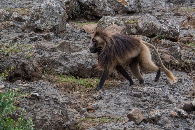 Day Trip From Addis Ababa To Debre Libanos & Portuguese Bridge - Food, coffee, and what the $100 covers